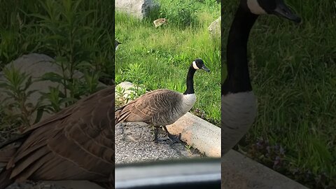 Witness the Epic Fail as a Goose Tries to Reach Water!