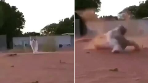 This funny cat accident will definitely make you laugh