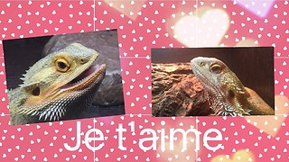 Dragon Love "Je t'aime"