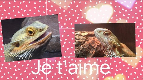 Dragon Love "Je t'aime"