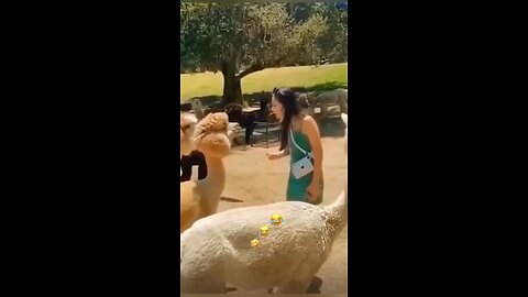 Men vs animal funny | Funny video