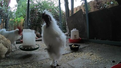 Backyard Chickens Morning Relaxing Video Sounds Noises Hens Clucking Roosters Crowing ASMR!