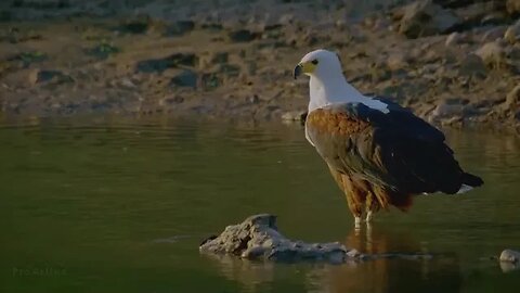 Fish Eagle gracefully moving through the water