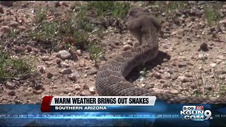 Poison Control has seen 13 rattlesnake bites since Jan. 11.