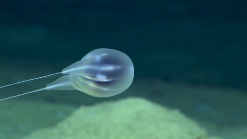 Deep-sea 'blob' is first new species to be classified by video