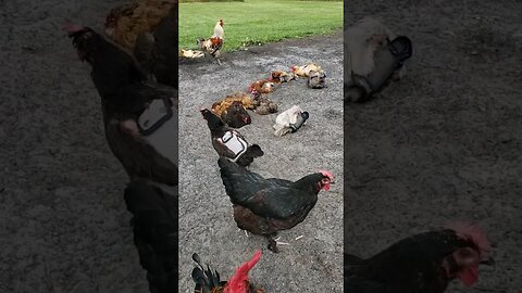 Must Be Time For A Dust Bath #chickens #chickenshorts