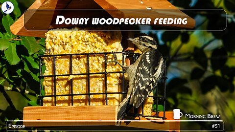 Woodpecker on new feeding block