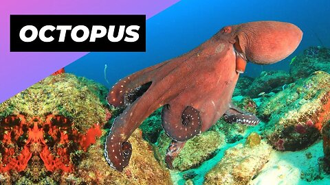 Octopus 🐙 The Master Of Escapism