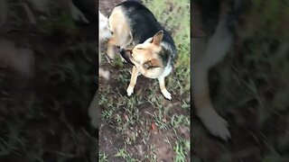 German Shepherd Female gets to play Been Awhile | K9 D.I.Y in 4D