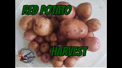 Backyard Garden/Homestead Potato Harvest Number 2