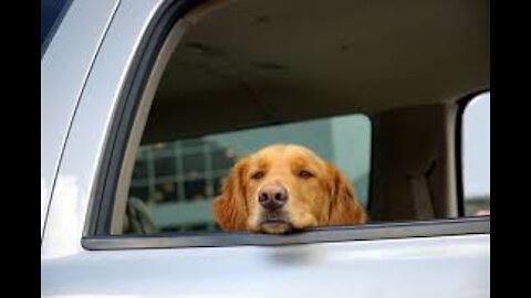 Dog in Car0