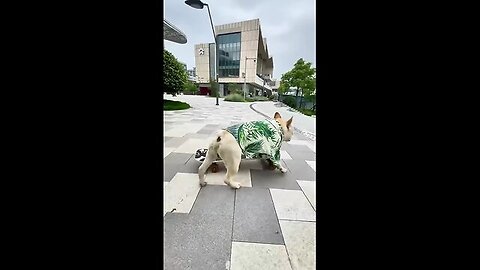 Cool 😎 dog ! Bulldog play skateboard will actually go down the stairs 😎