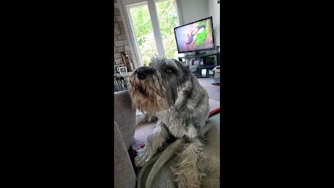 Fafner the Schnauzer shows musical dynamic range