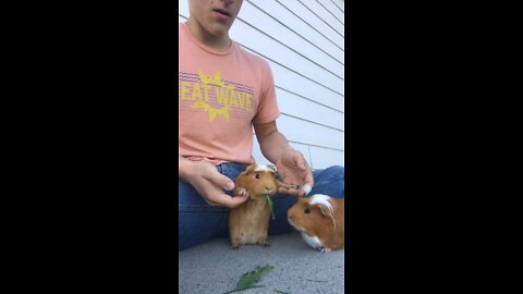 Guinea pig hand stand ASMR!