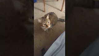 cat attacks vacuum duster