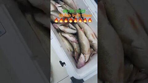 Fantastic fishing last 3 days on Erie, the guys did it again! 36 Lake Erie Walleye by 9:15am!🔥