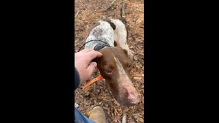 Clover the GSP/walker deer dog