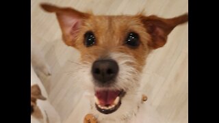 Clever Jack Russell successfully learns how to open sliding door