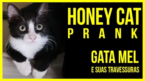 Honey cat prank _ gata mel e suas travessuras