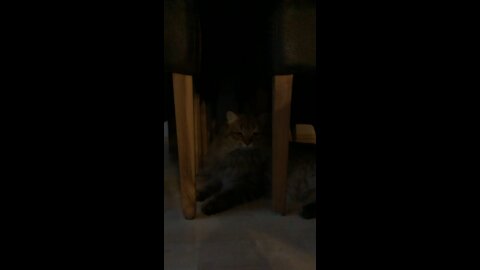 My cat going under the table 2