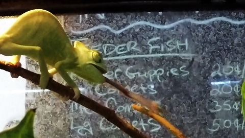 Slow motion captures Chameleon's lightning quick tongue bursts