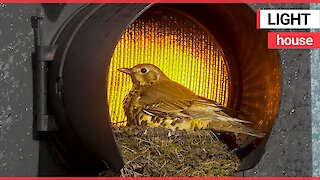 A bird has built a cosy nest for its chicks inside a set of traffic lights