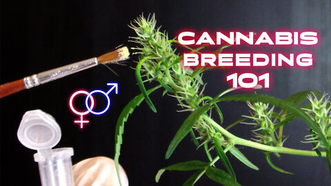 How To Create a New Cannabis Strain - Cannabis Breeding Methods - Khalifa Genetics