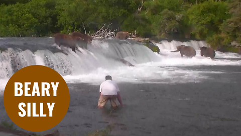 Tourist wades through river to take selfie next to group of bears