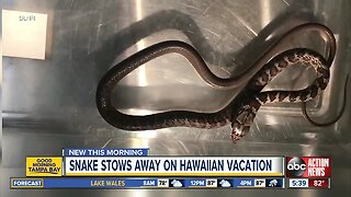 Snake stows away in man's bag on trip from Florida to Hawaii