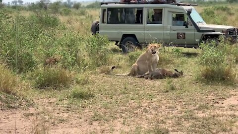 Lions hunt Wildebeest in Serengeti 2021