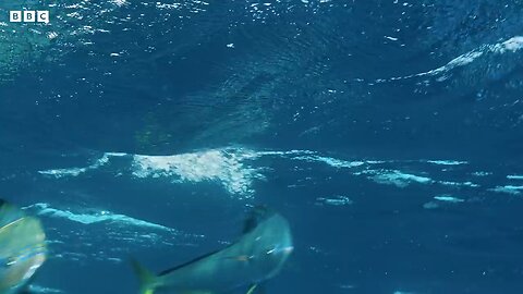 Flying Fish Picked Off From Above And Below _ 4K UHD _ The Hunt _ BBC Earth