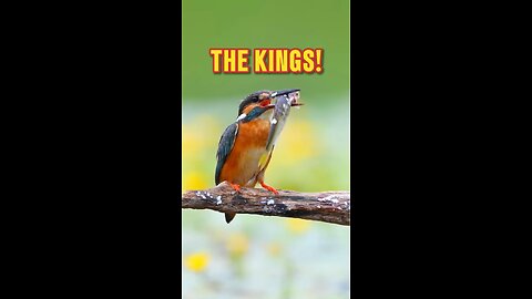 DAILY FACT | Kingfisher Kings!