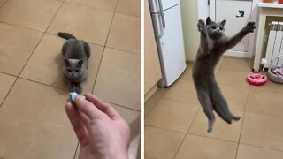 Cat catches treat in epic slow motion