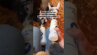 Baby Goats Drinking A Bottle #babygoats