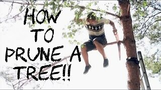 How to Prune a Tree 2021!