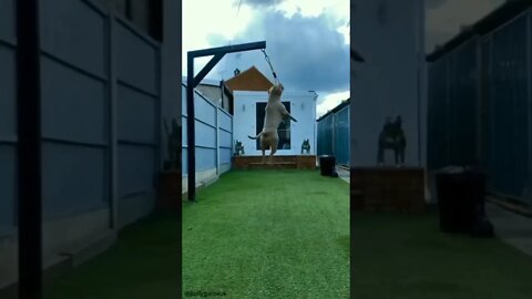 pitbull dog jumping bite||pitbull dog||great dane dog||