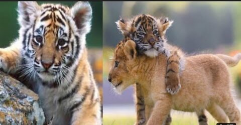 Cute Baby Tiger and Lion videos