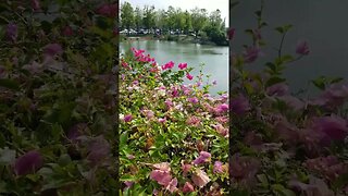 Pink Bougainvillea hedge BKK