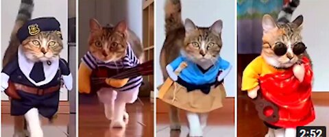 🐰 Catwalk by Real Funny Cats | Awesome cute funny animals 😍 Videos 😇😇😇