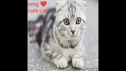 #short❤️ cat video # so fanny 😘cat video cat whatsapp status video