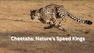 Cheetahs: Nature's Speed Kings
