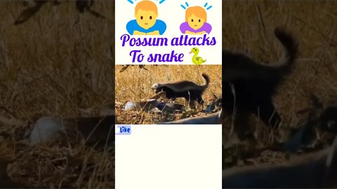 possum attacks big snake 🐍
