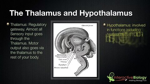 028 The Thalamus and Hypothalamus