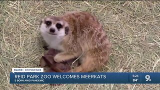 Reid Park Zoo welcomes meerkat pups