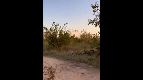 Impala Ram Narrowly Escapes The Attentions Of A Leopard And A Pack Of Wild Dogs