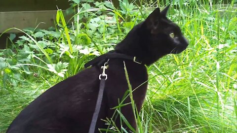 black Savannah Cat !