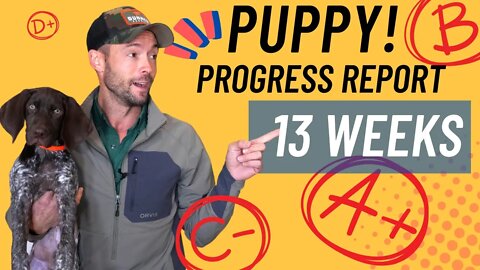 13 Week Old Puppy Training Update