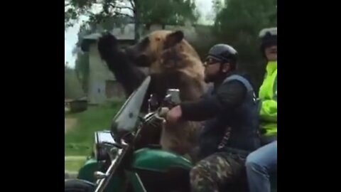 The bear ride tricycle motorcycles