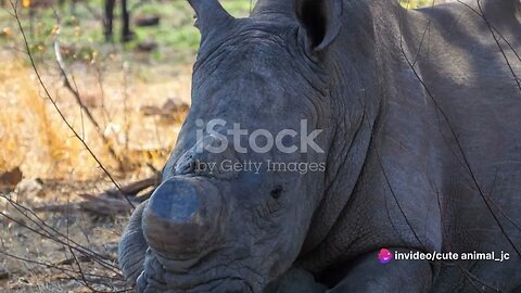 Rhino Renaissance: Conservation Efforts to Save the Rhino