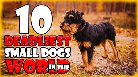 Meet the 10 Deadliest Small Dogs in The World - Terriers